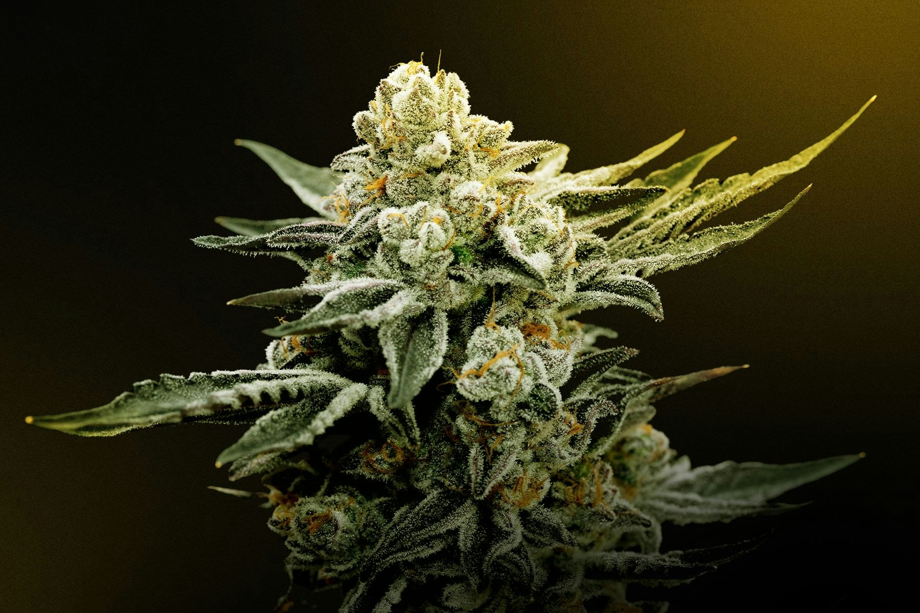 Pure Potency: Exploring the Best High THCA Flower Selections